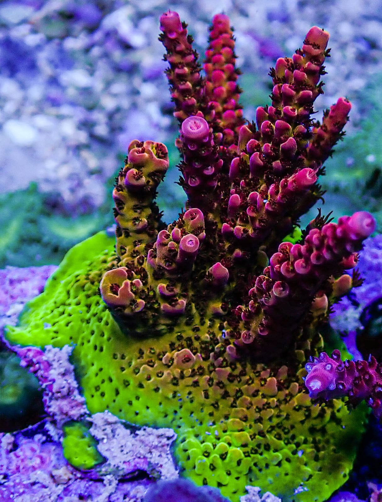 Rainbow Rommels Acropora