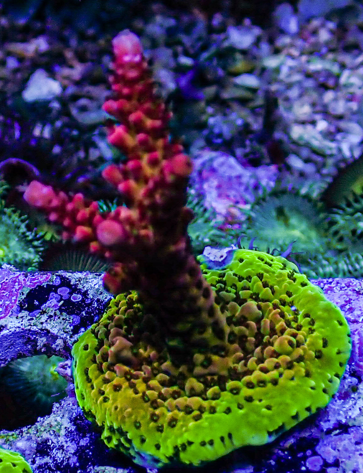 Rainbow Rommels Acropora
