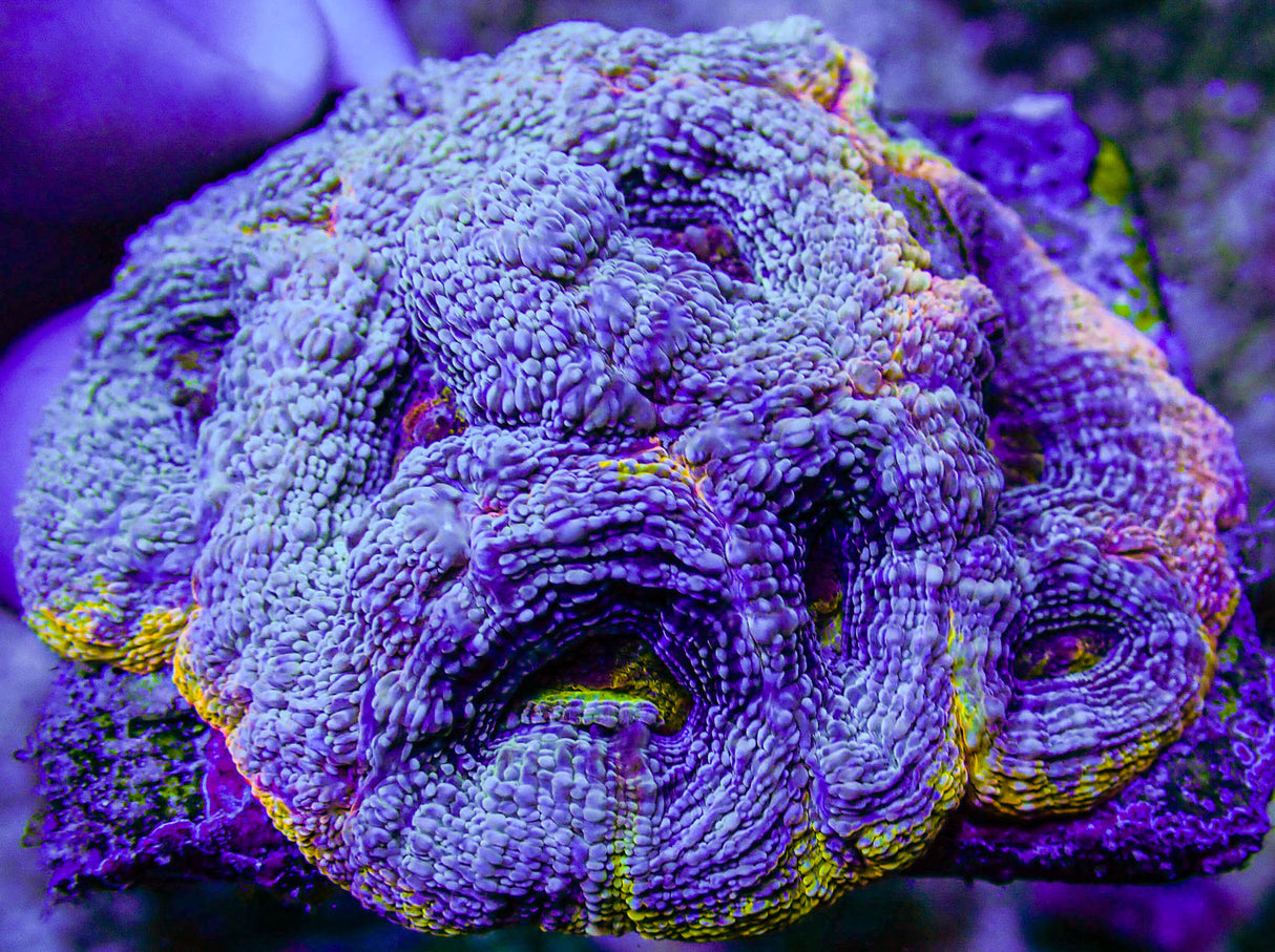 UC Thunderstruck Master Acan Bowerbanki Colony