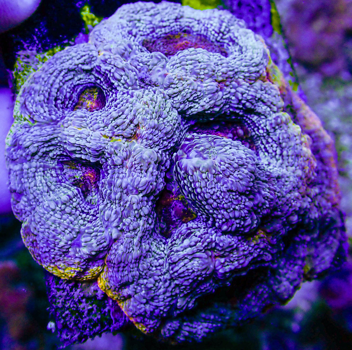 UC Thunderstruck Master Acan Bowerbanki Colony