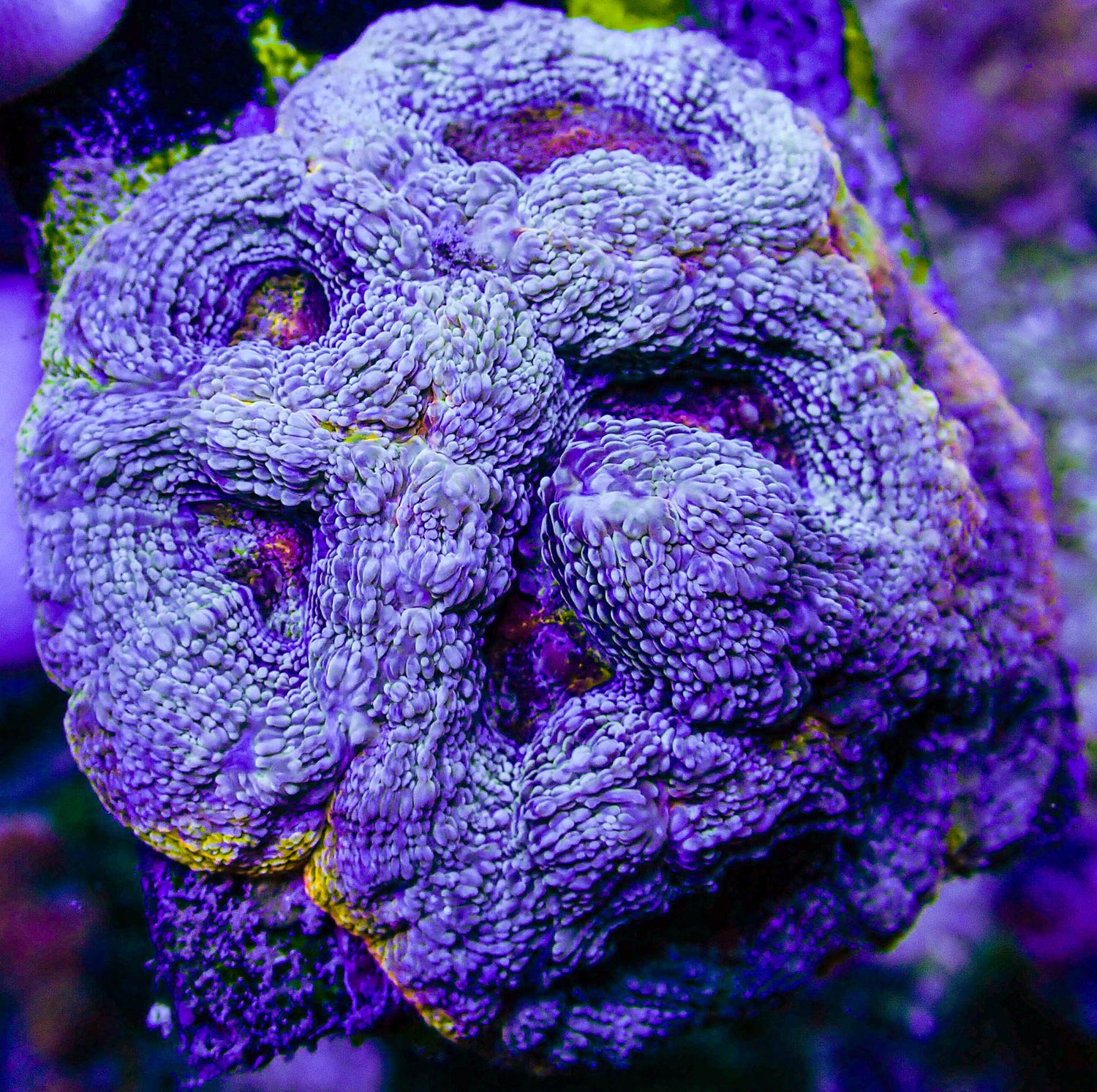 UC Thunderstruck Master Acan Bowerbanki Colony