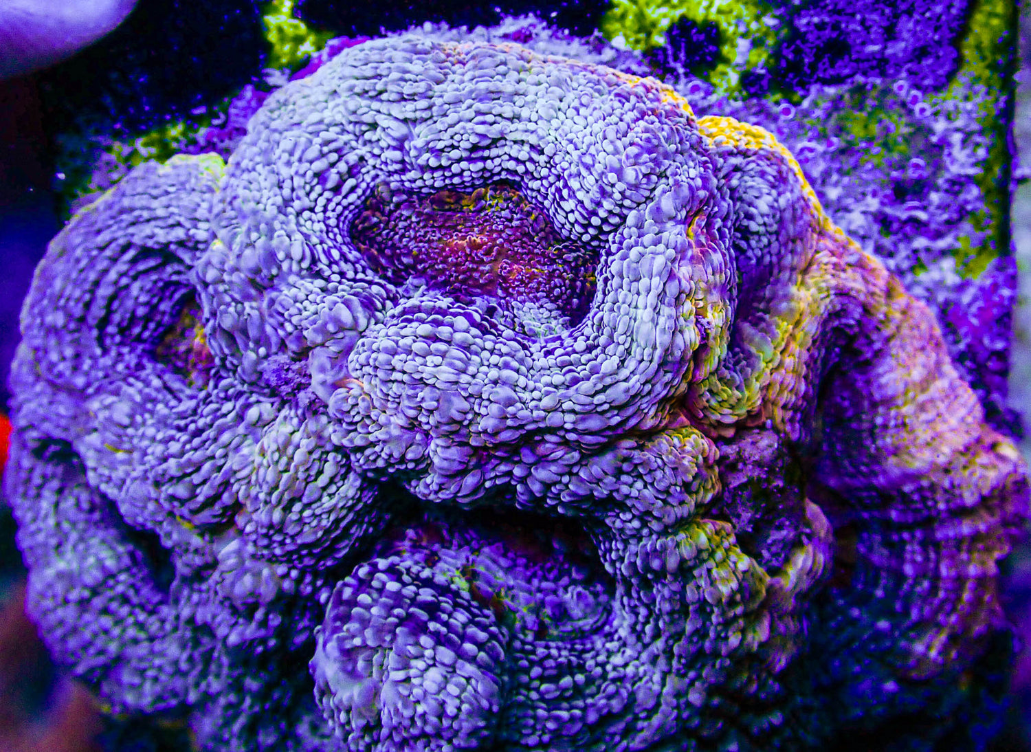 UC Thunderstruck Master Acan Bowerbanki Colony
