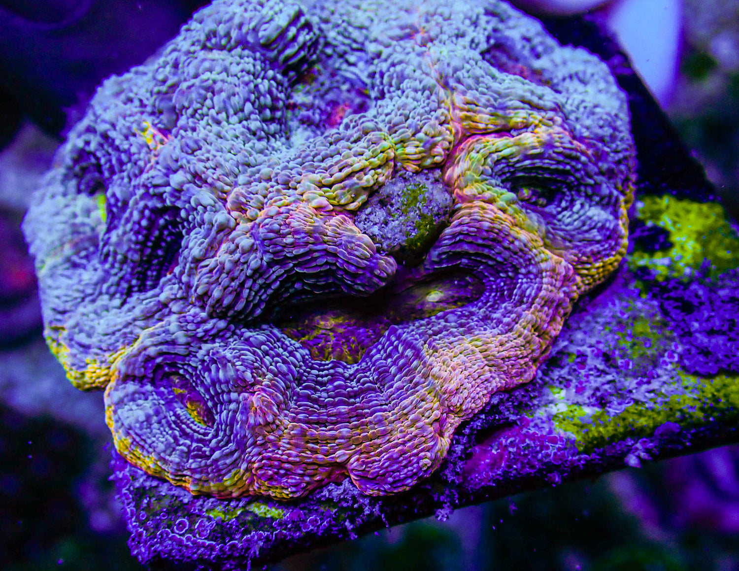 UC Thunderstruck Master Acan Bowerbanki Colony