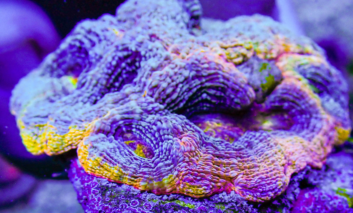 UC Thunderstruck Master Acan Bowerbanki Colony