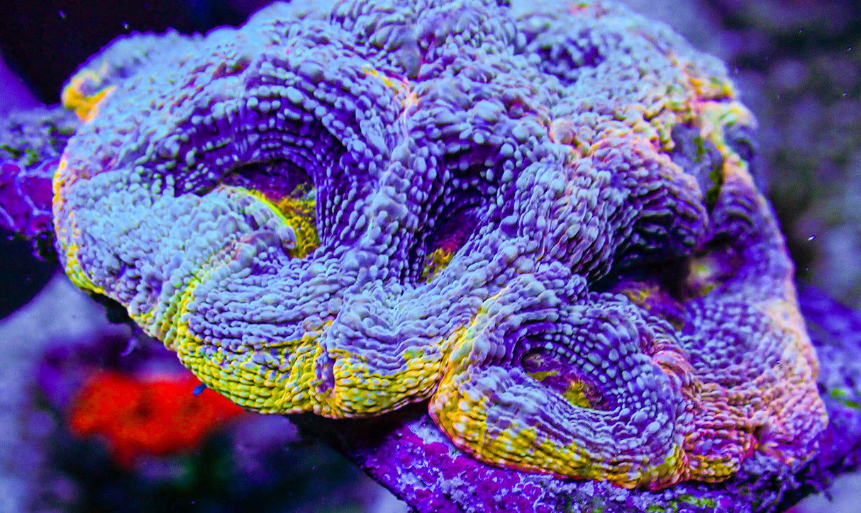 UC Thunderstruck Master Acan Bowerbanki Colony