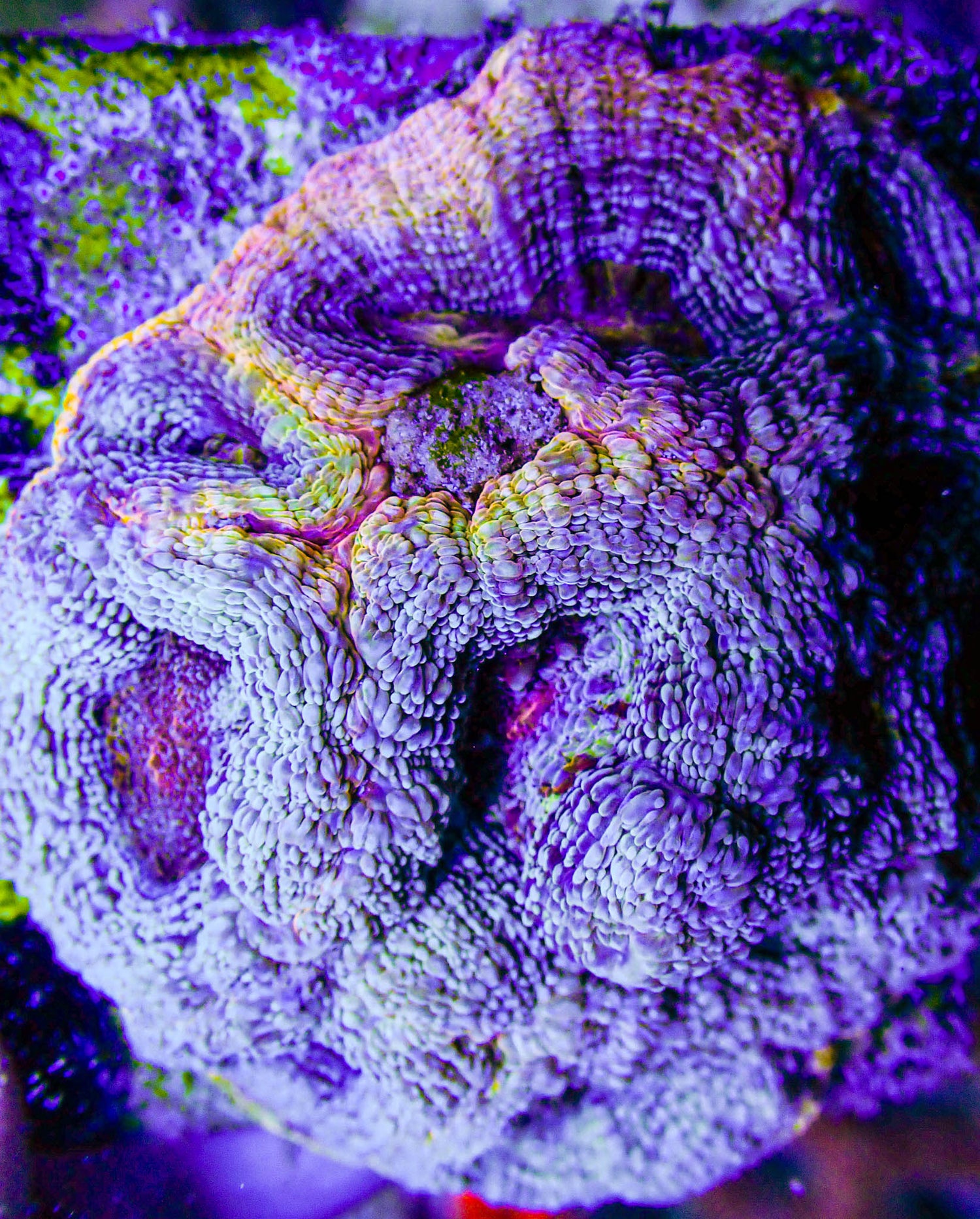 UC Thunderstruck Master Acan Bowerbanki Colony