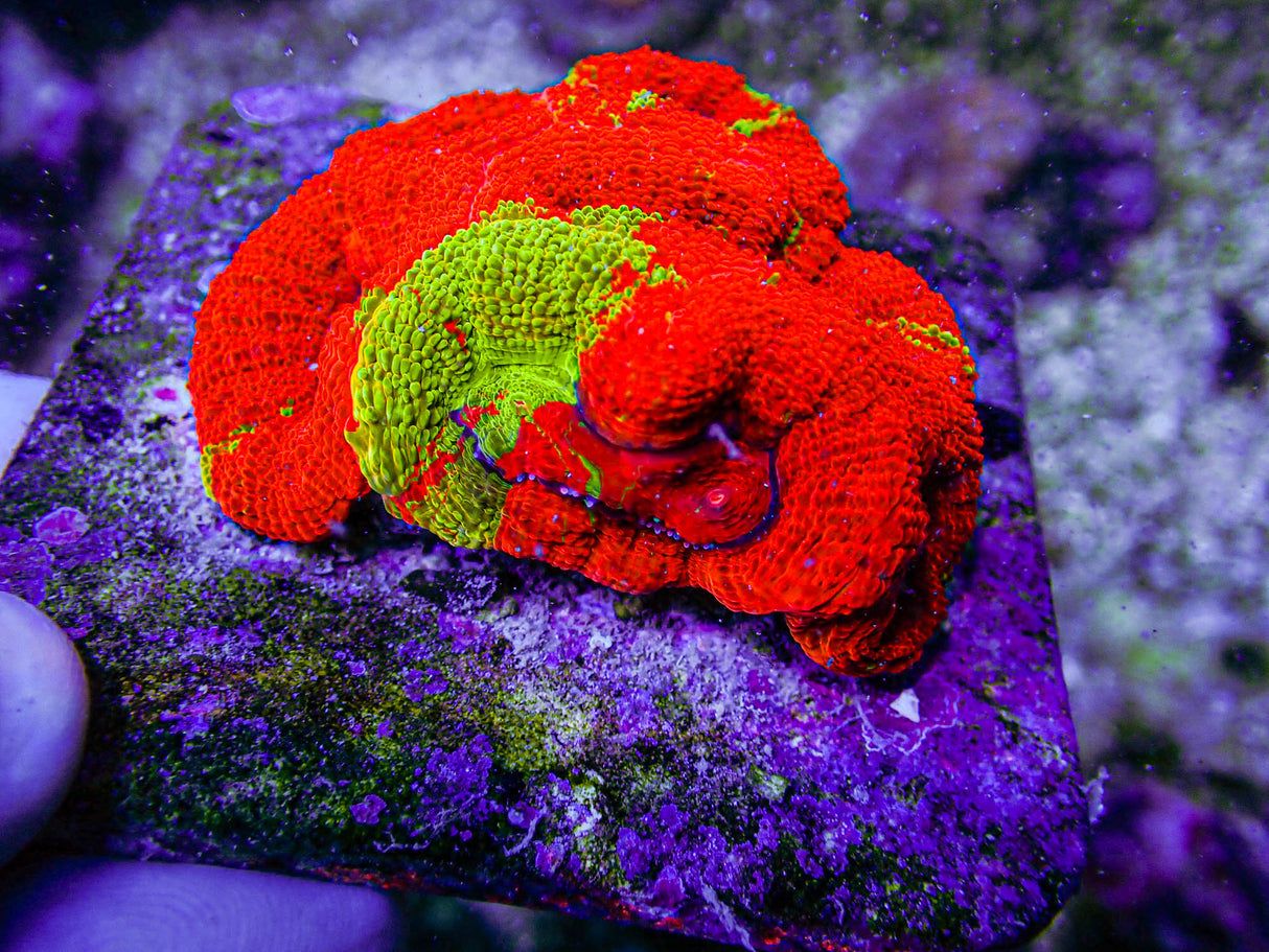 UC Golden Master Acan Bowerbanki