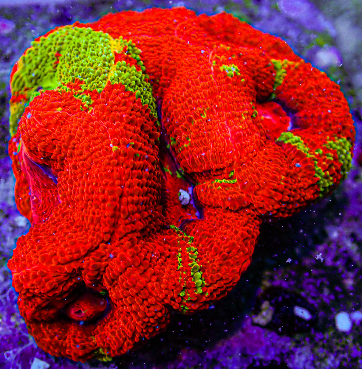 UC Golden Master Acan Bowerbanki