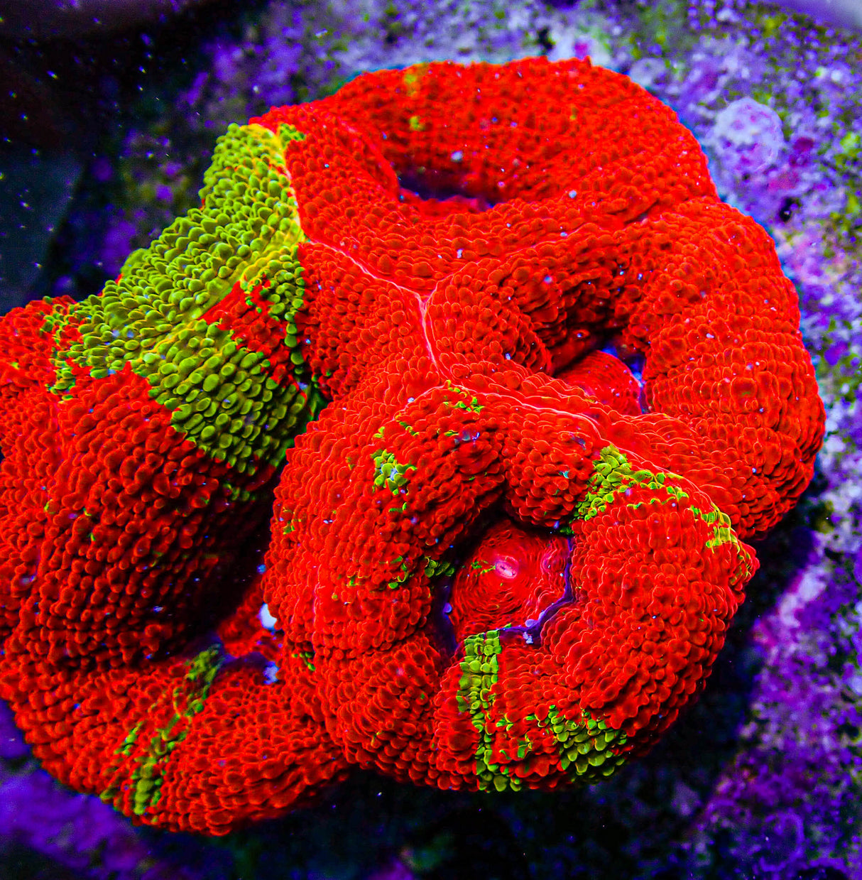 UC Golden Master Acan Bowerbanki