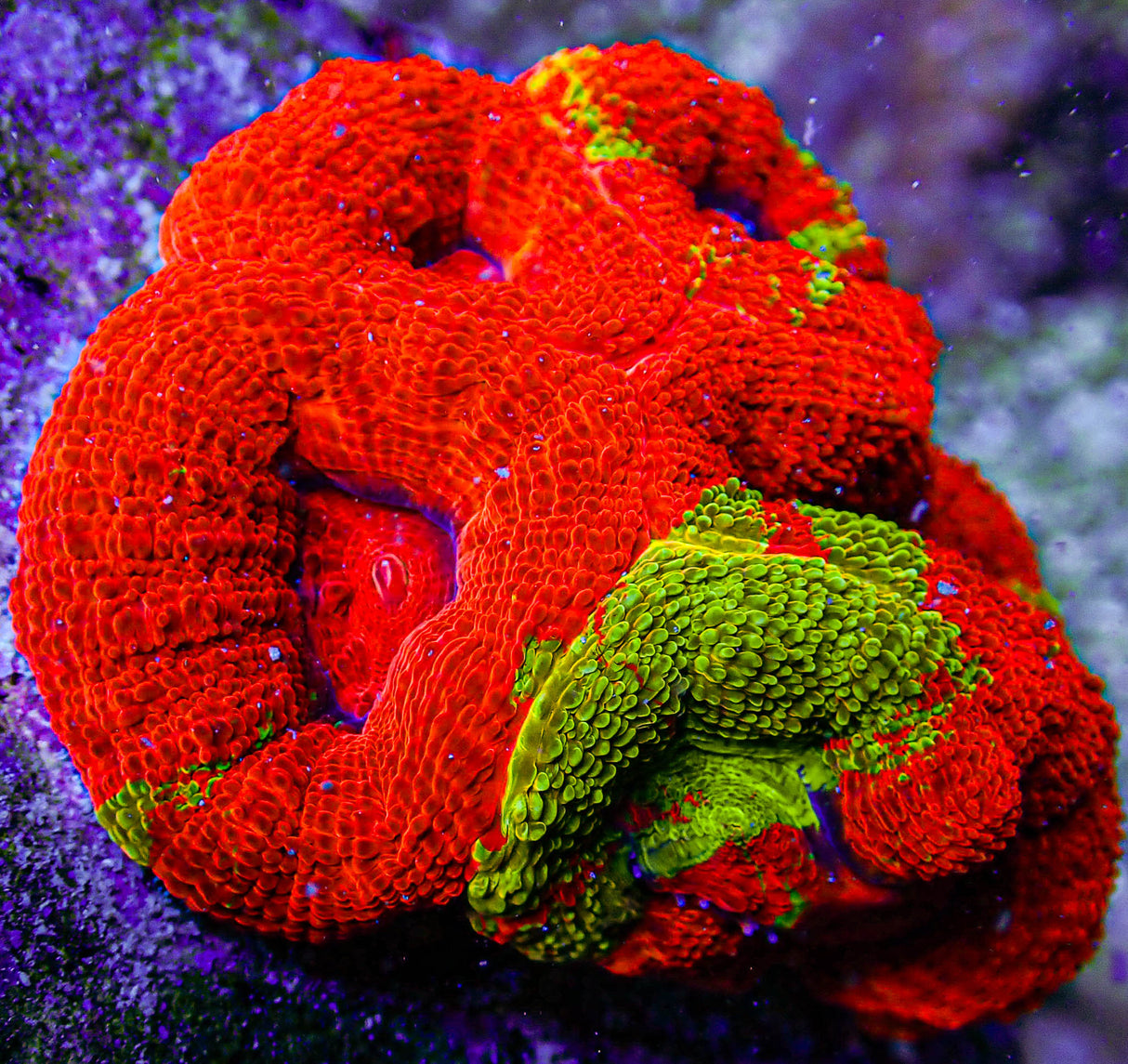 UC Golden Master Acan Bowerbanki