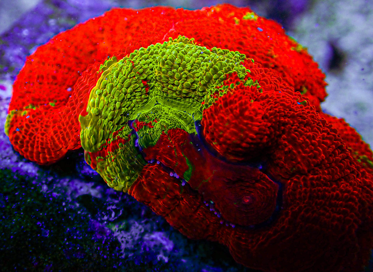 UC Golden Master Acan Bowerbanki