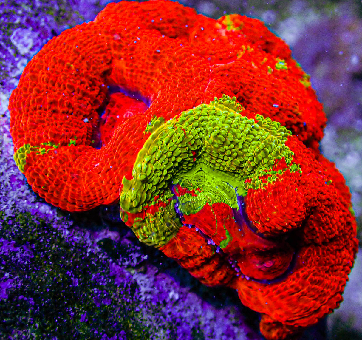 UC Golden Master Acan Bowerbanki