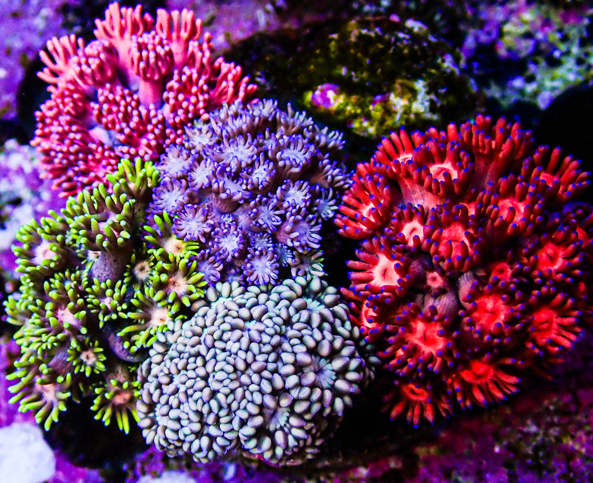 Ultra Gonipora Garden