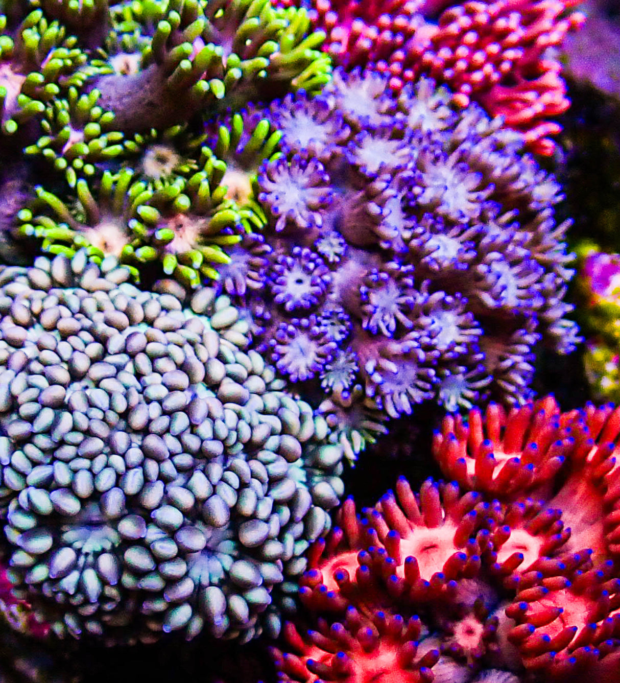 Ultra Gonipora Garden