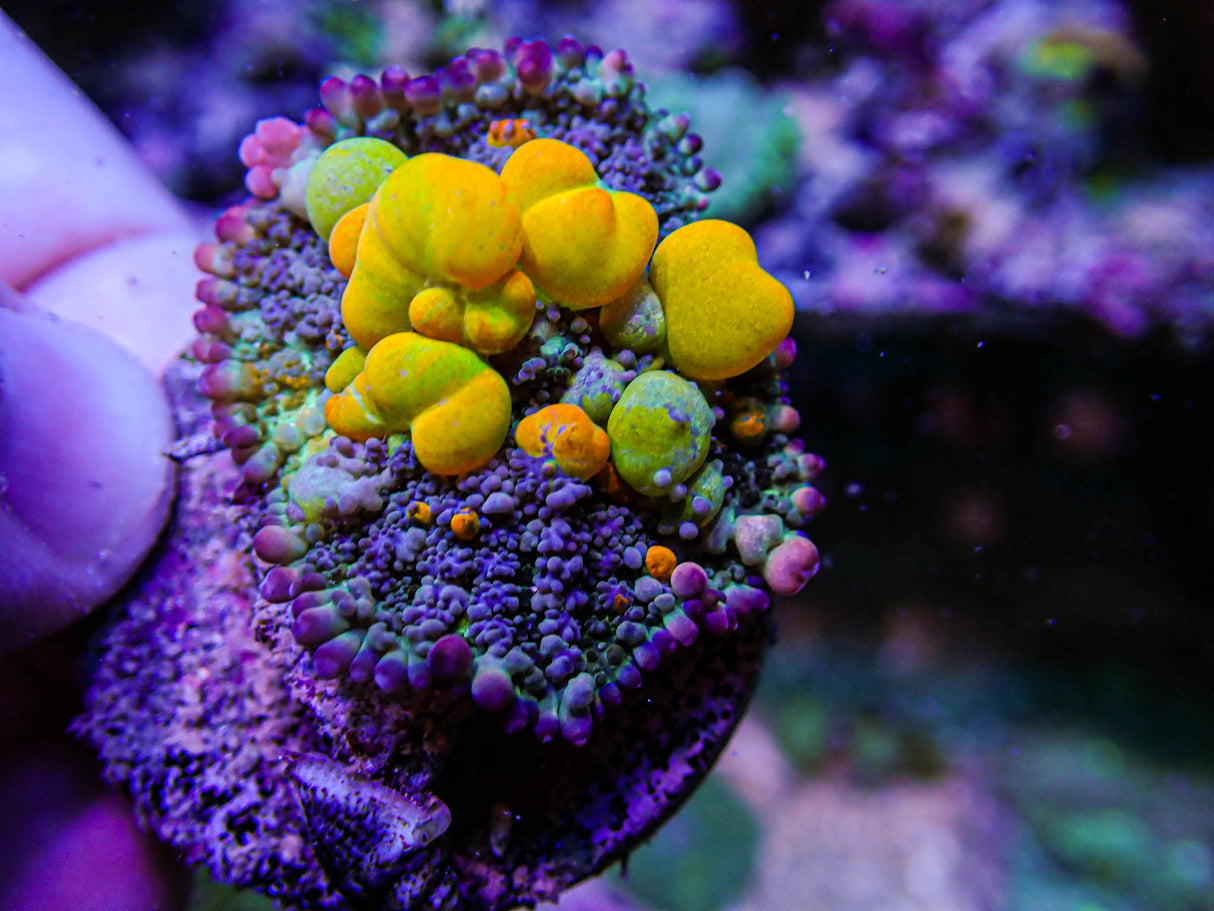 WWC OG Bounce Mushroom