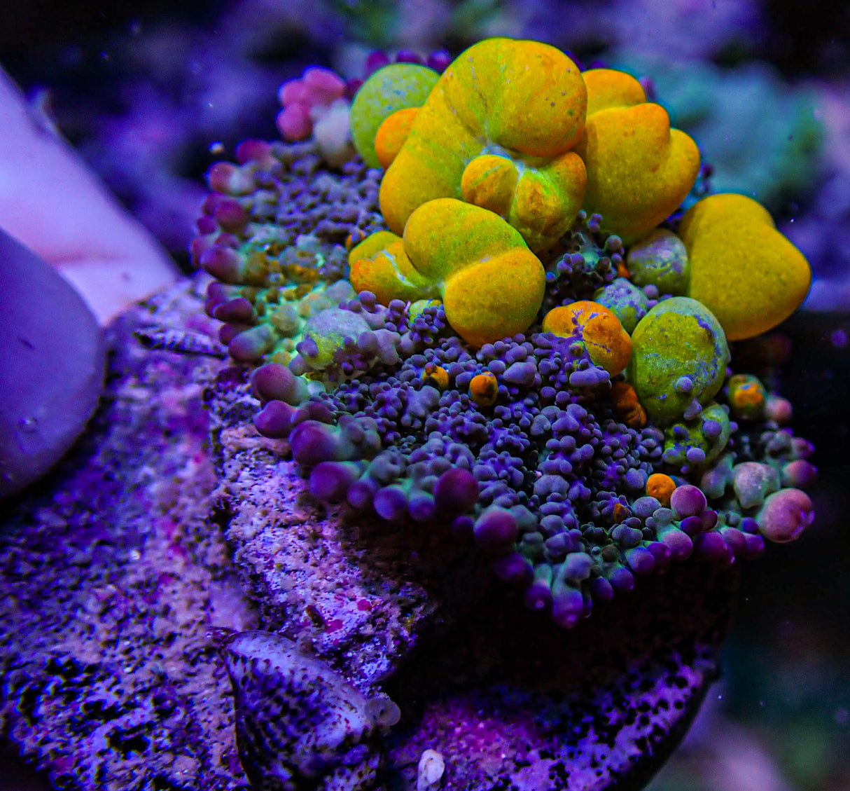 WWC OG Bounce Mushroom