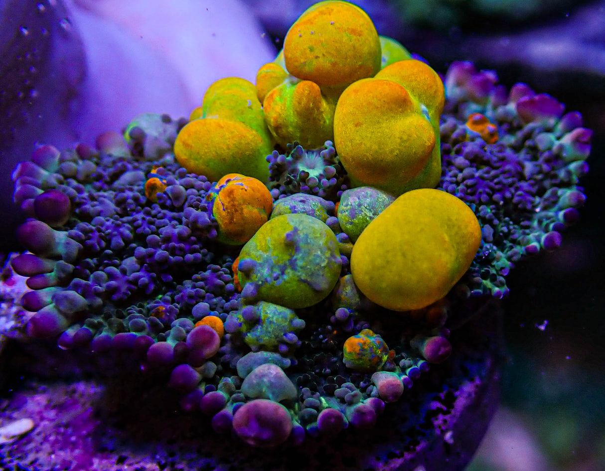 WWC OG Bounce Mushroom