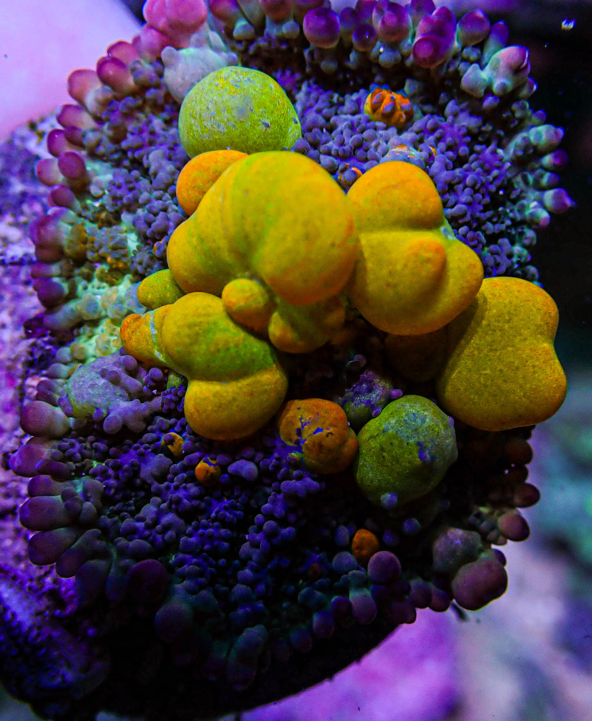 WWC OG Bounce Mushroom