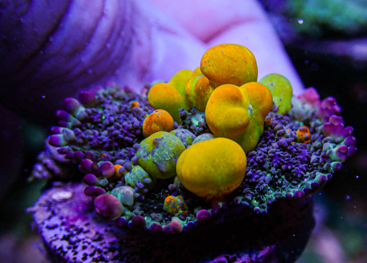 WWC OG Bounce Mushroom