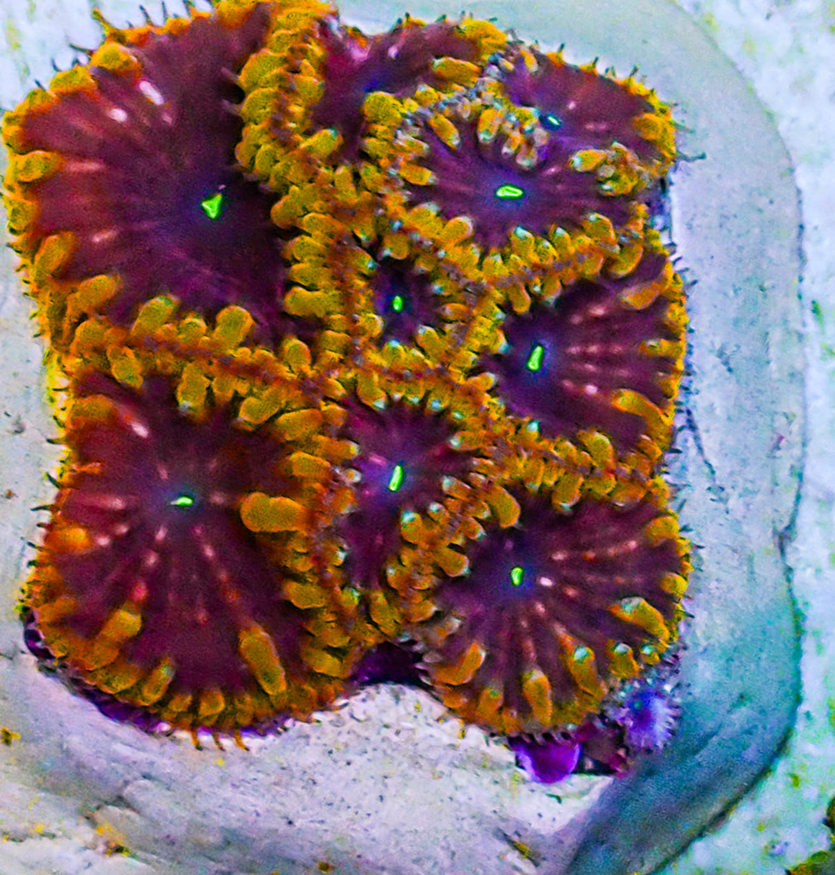 UC Galactus Blasto Colony