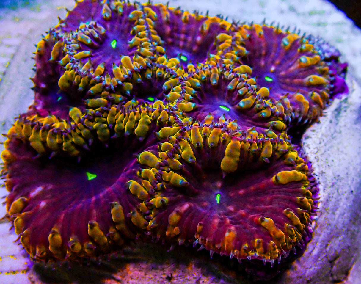 UC Galactus Blasto Colony