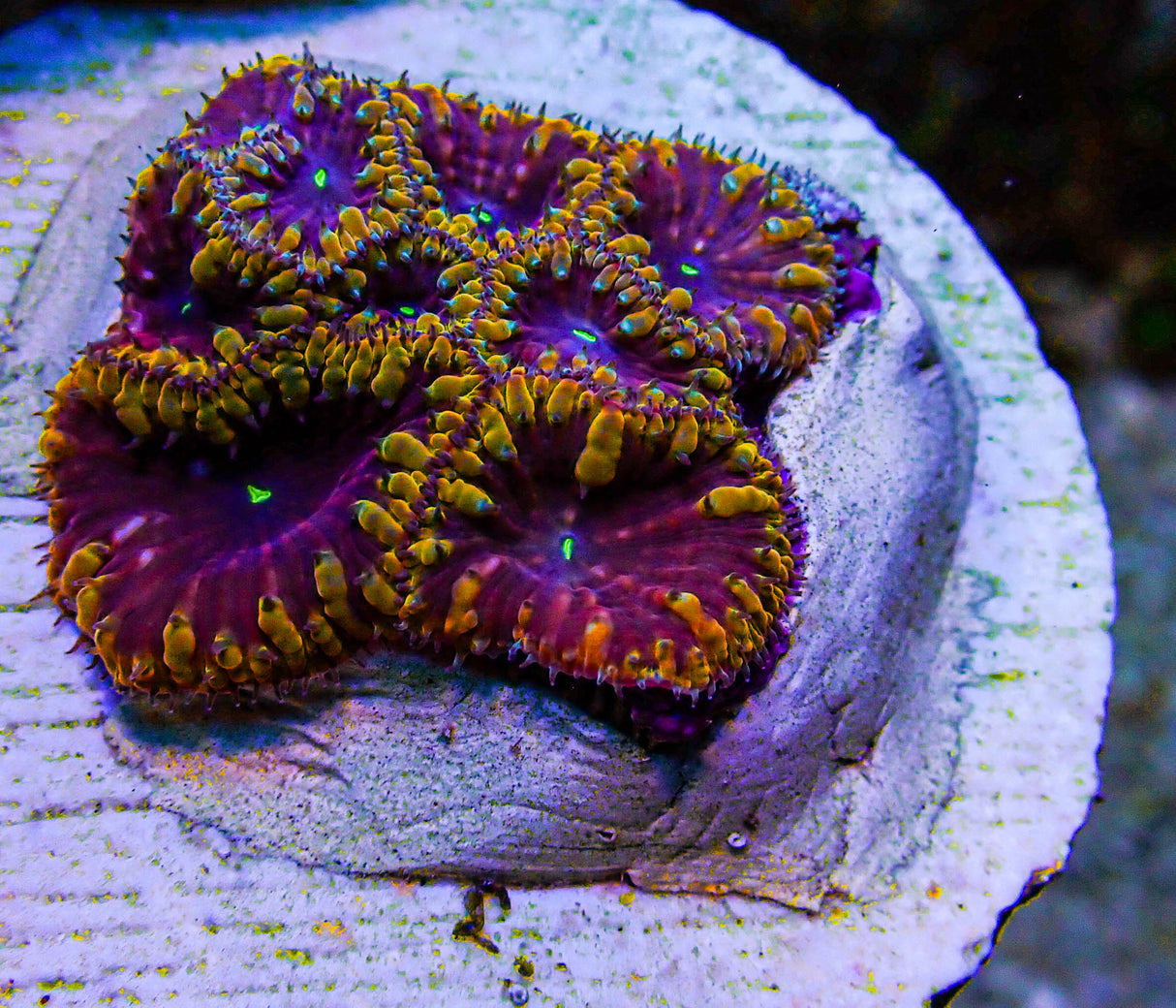 UC Galactus Blasto Colony