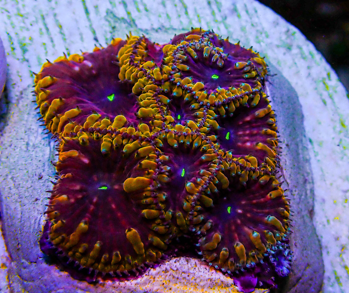 UC Galactus Blasto Colony