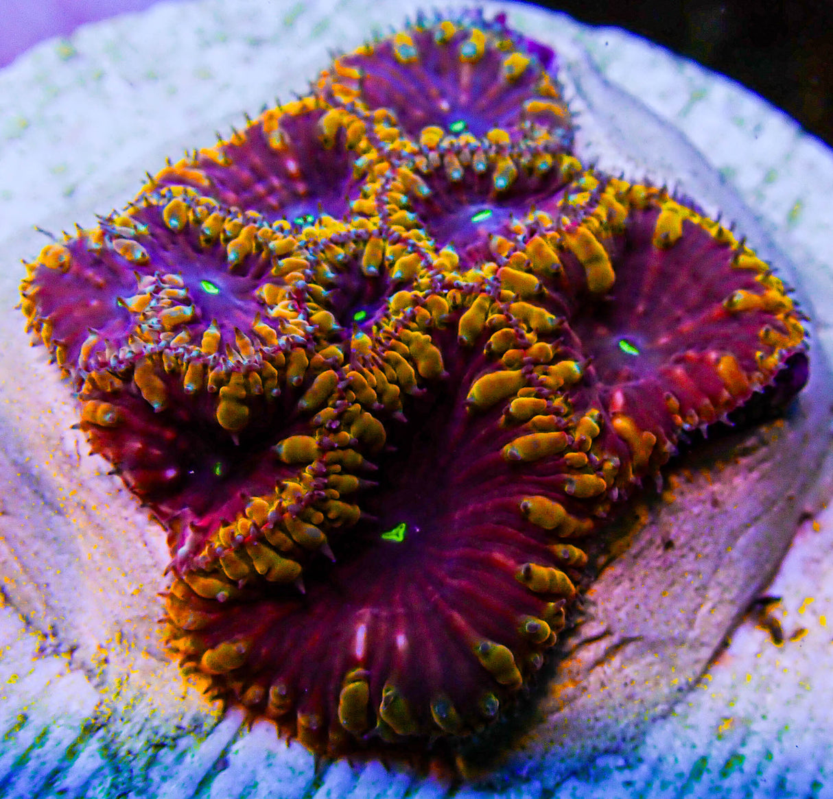 UC Galactus Blasto Colony