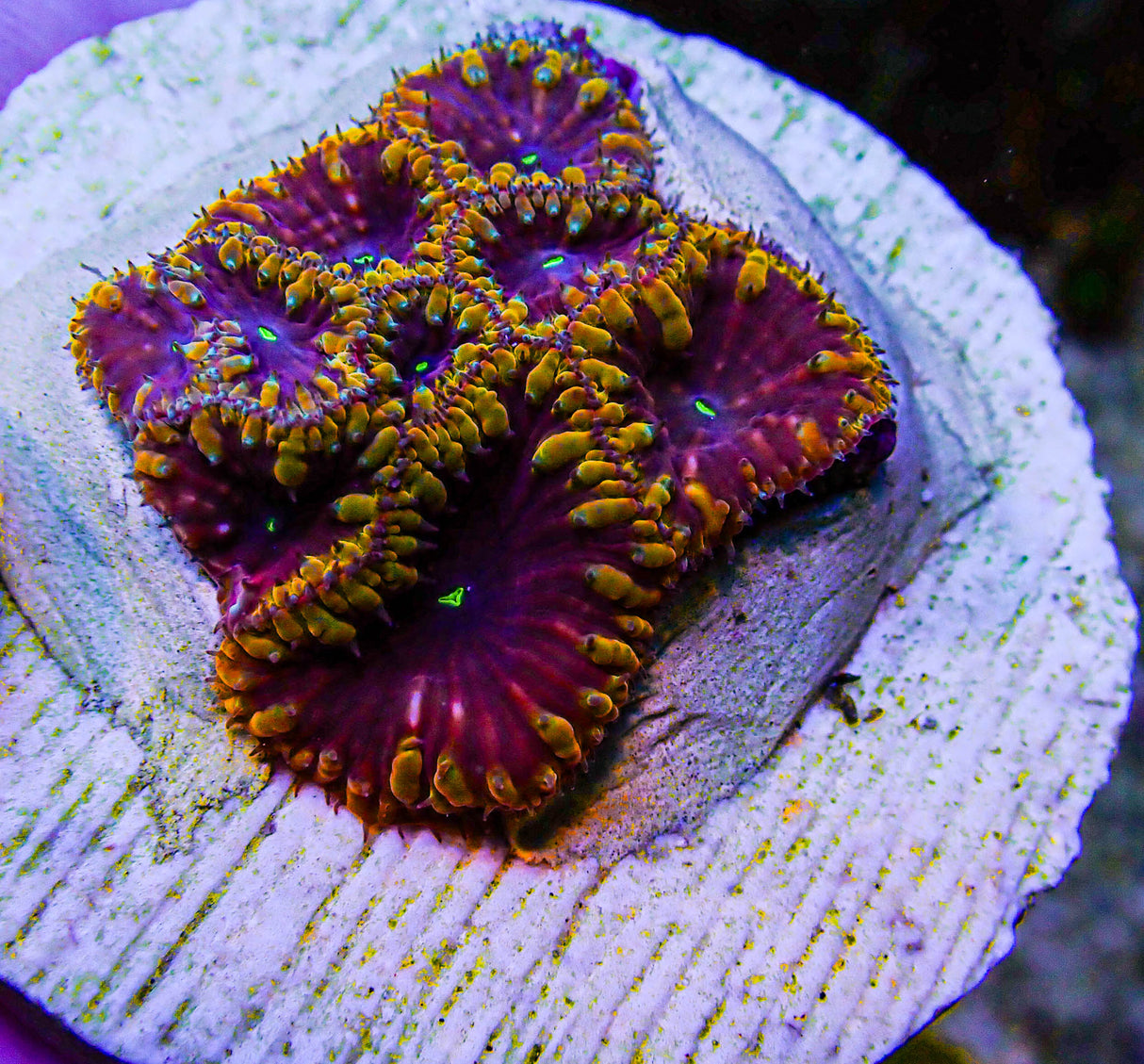 UC Galactus Blasto Colony