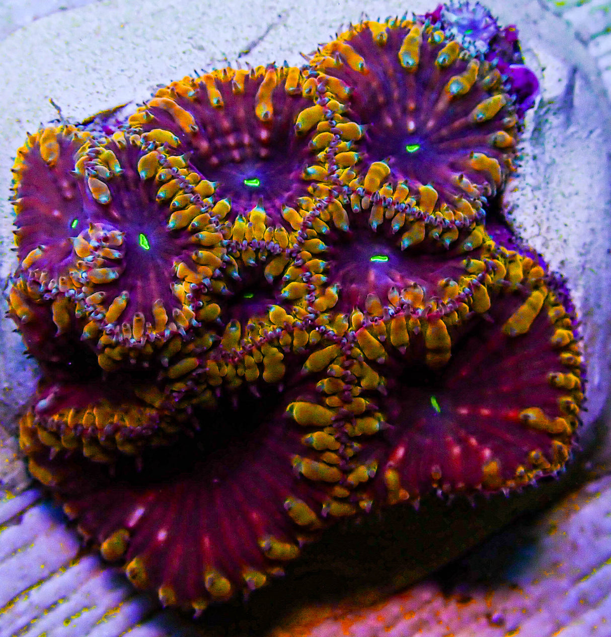 UC Galactus Blasto Colony