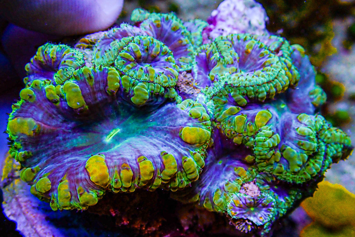 UC Plutonium Blasto Colony