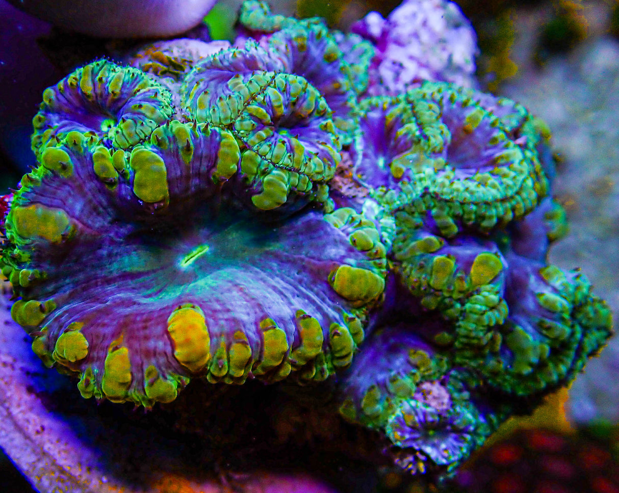 UC Plutonium Blasto Colony