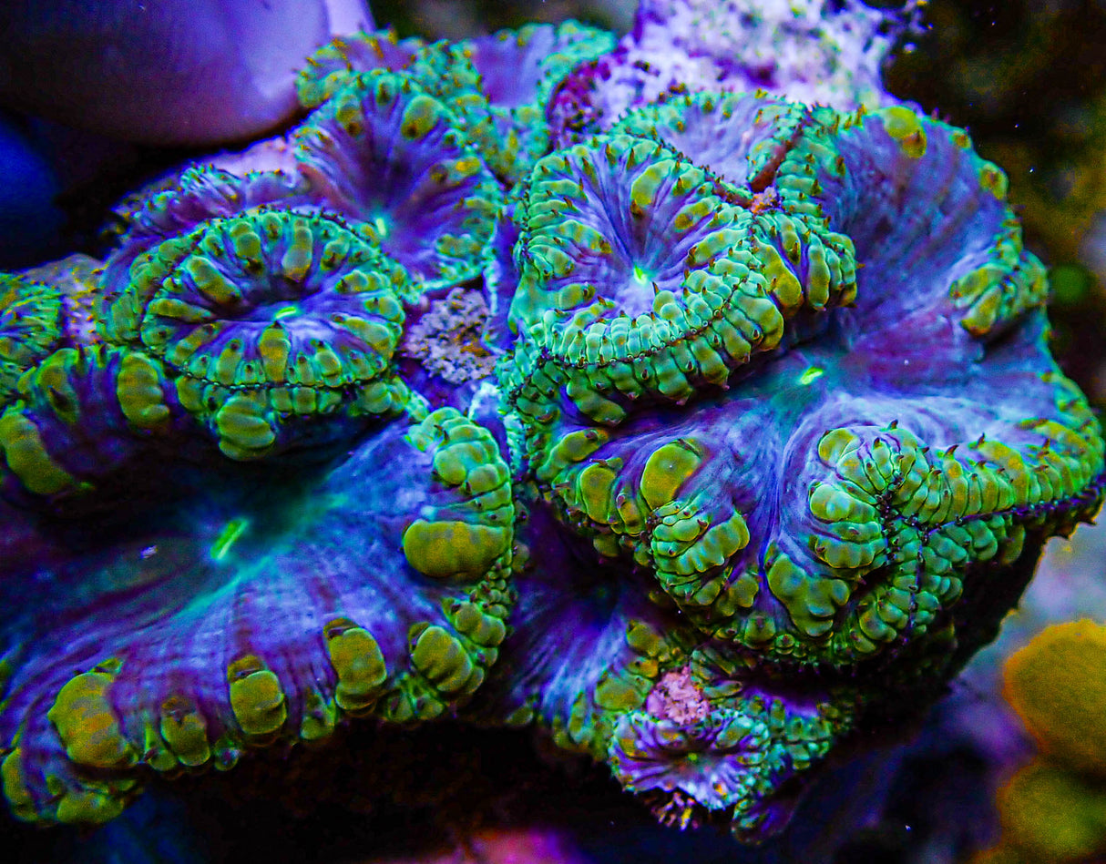 UC Plutonium Blasto Colony