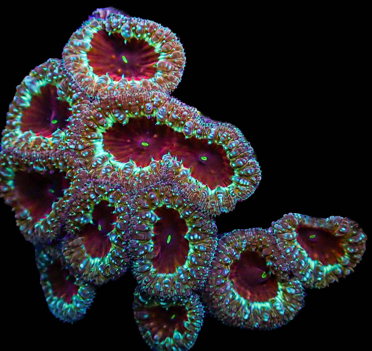 UC Demon Slayer Blasto Colony