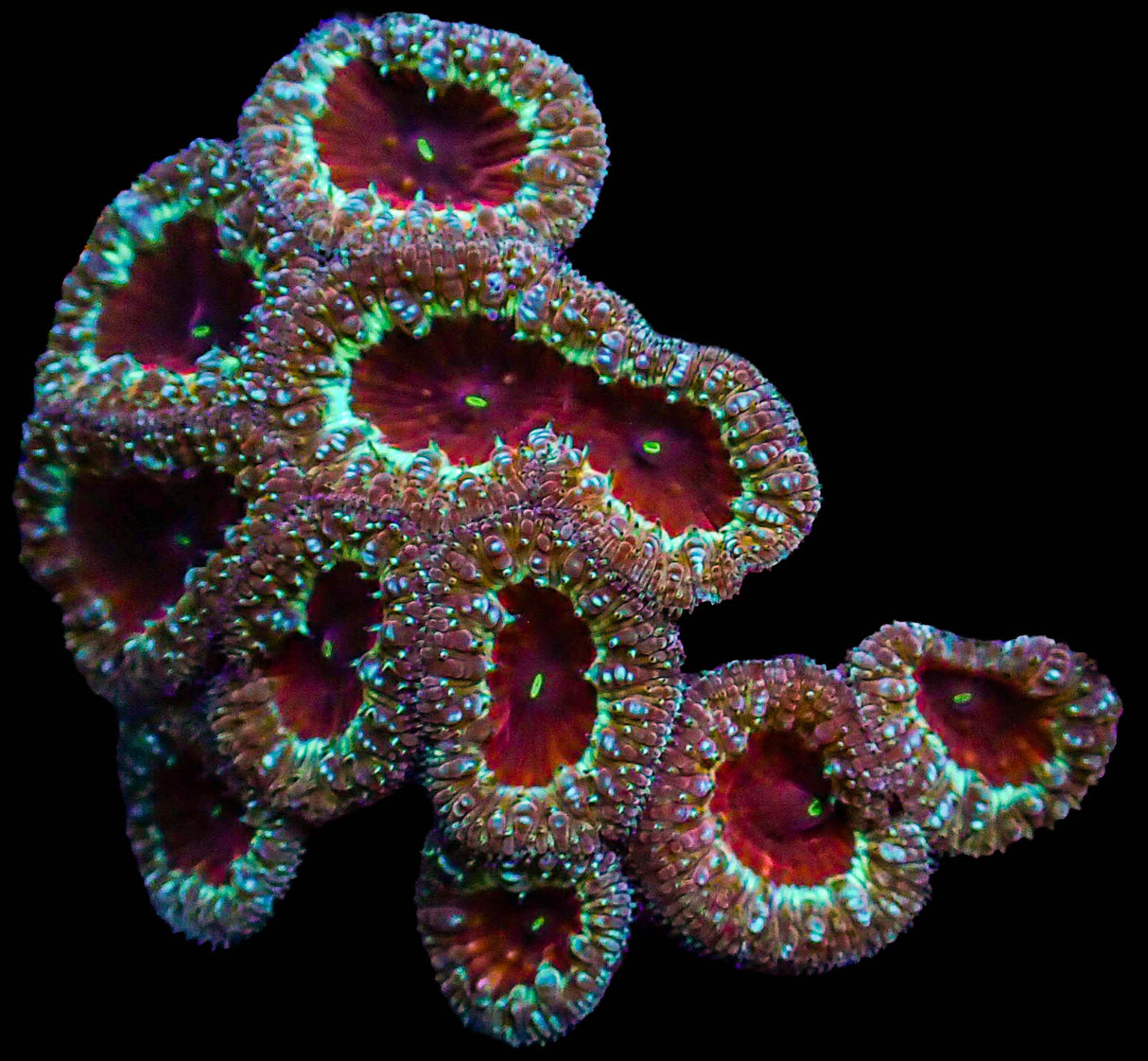 UC Demon Slayer Blasto Colony