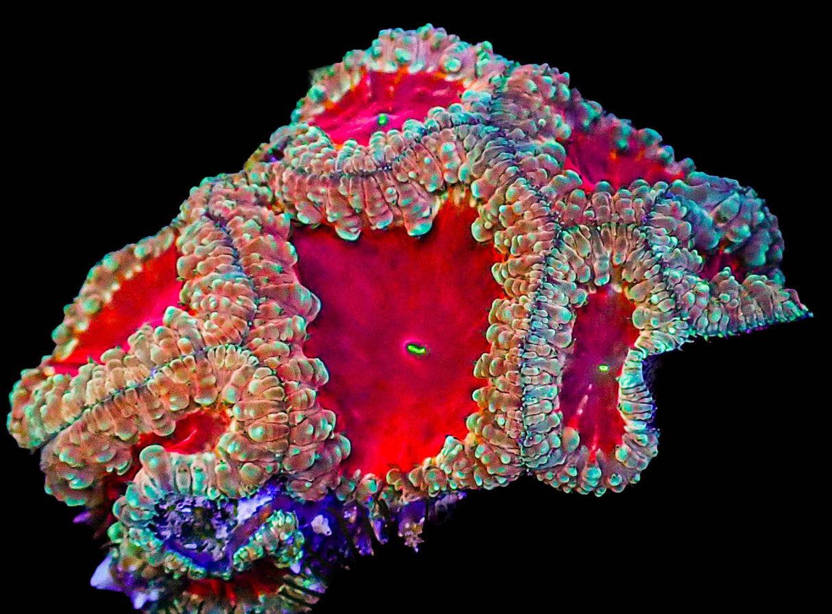 UC Bloody Valentine Blasto Colony