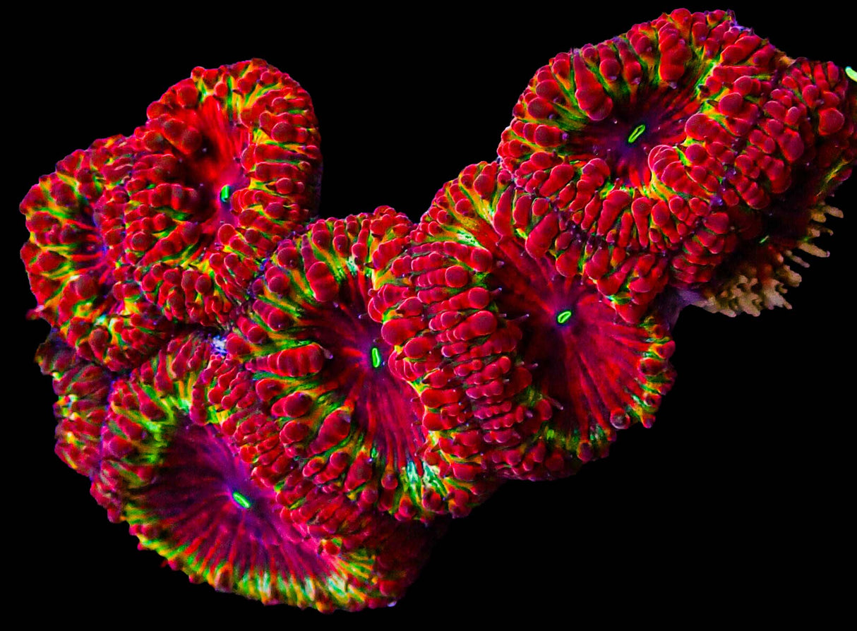 UC Kingdom Hearts Blasto Colony