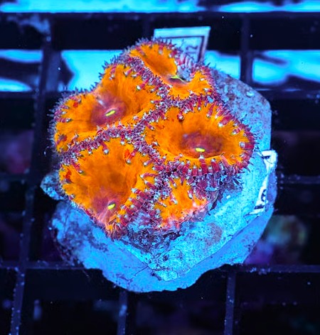 UC Guava Blast Blasto
