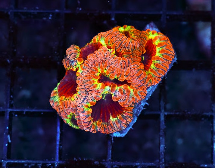 UC Dragon Fire Blasto