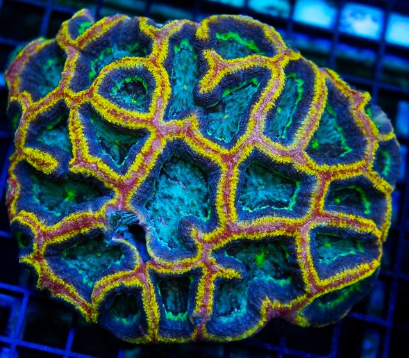 UC Yellow Jacket Acan Bowerbanki