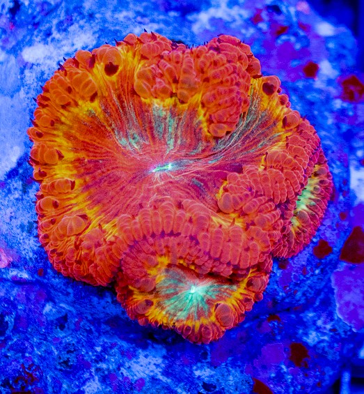 UC Hyperion Sun Blasto Colony