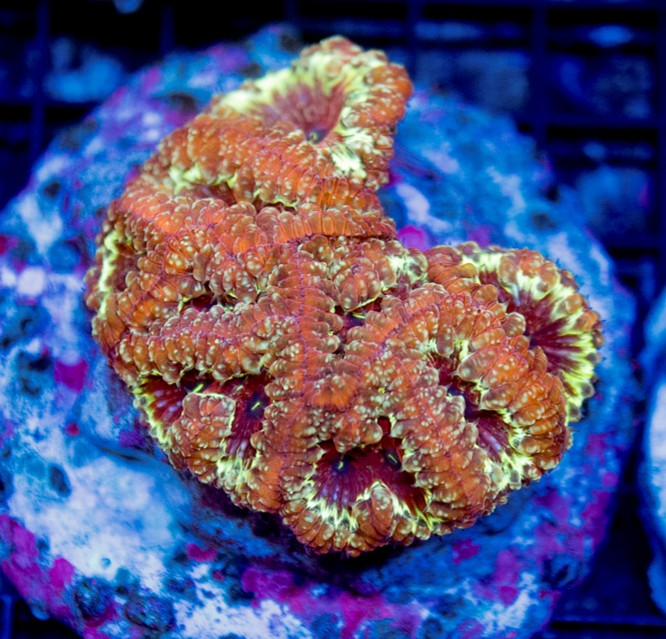 UC Gilded Phoenix Blasto Colony