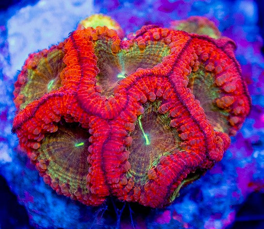 UC Crimson Hive Blasto Colony