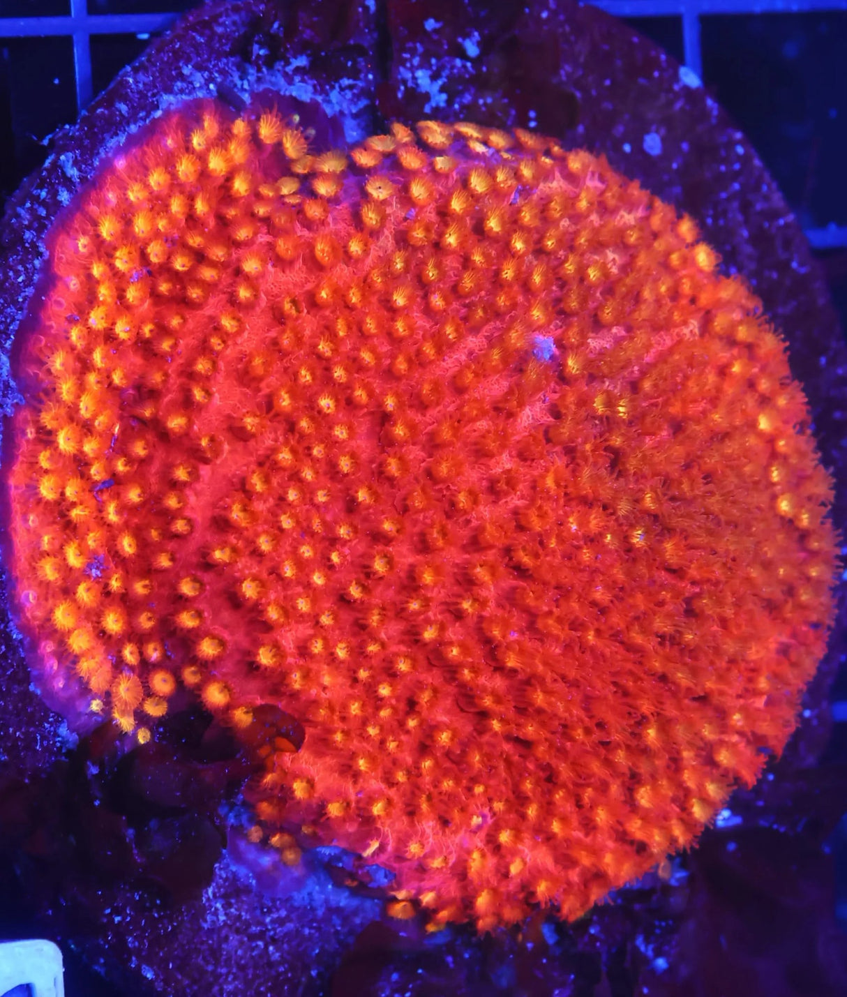 UC Ghost Pepper Cyphastrea Colony