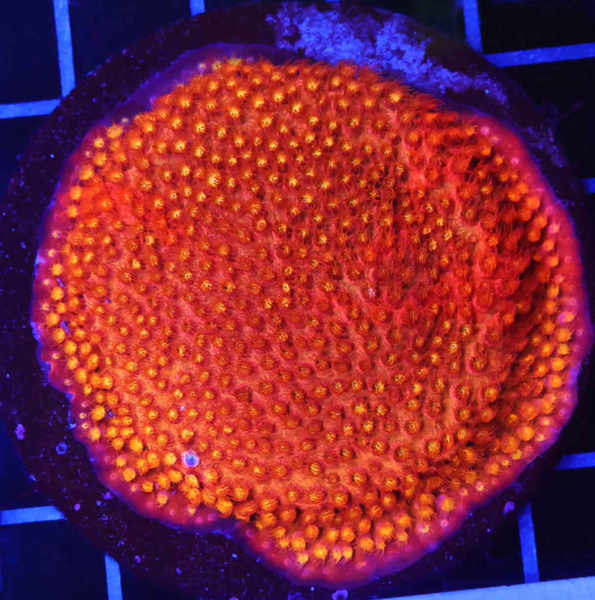 UC Ghost Pepper Cyphastrea Colony