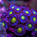 Zoas