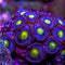 Zoas