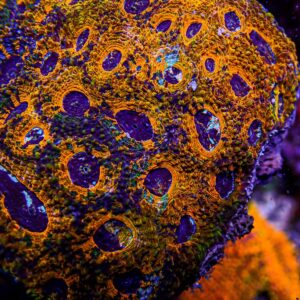 Acanthastrea lordhowensis Coral