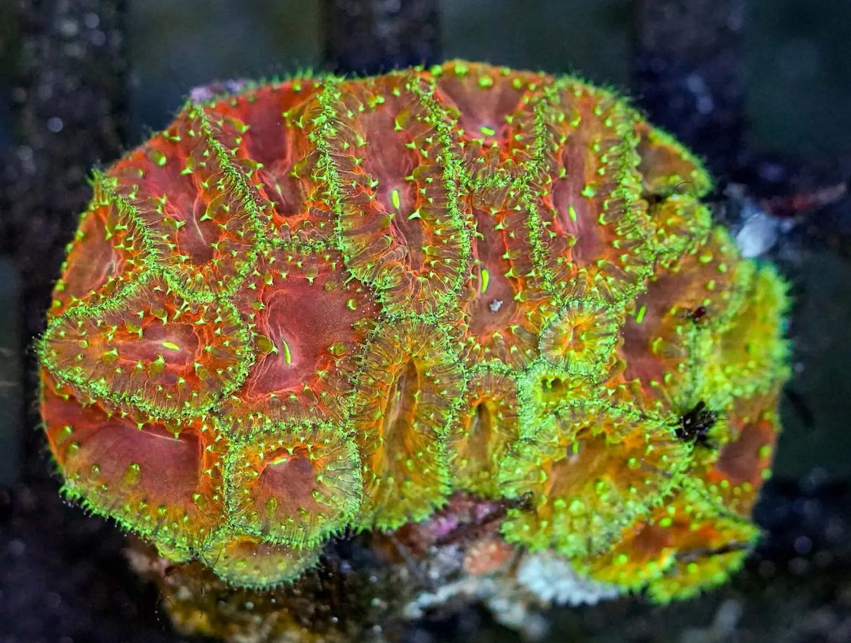 UC Glamour Shot Blasto Colony