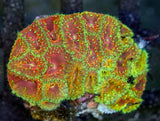 UC Glamour Shot Blasto Colony